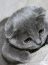 Фотография Чипижко Екатерины