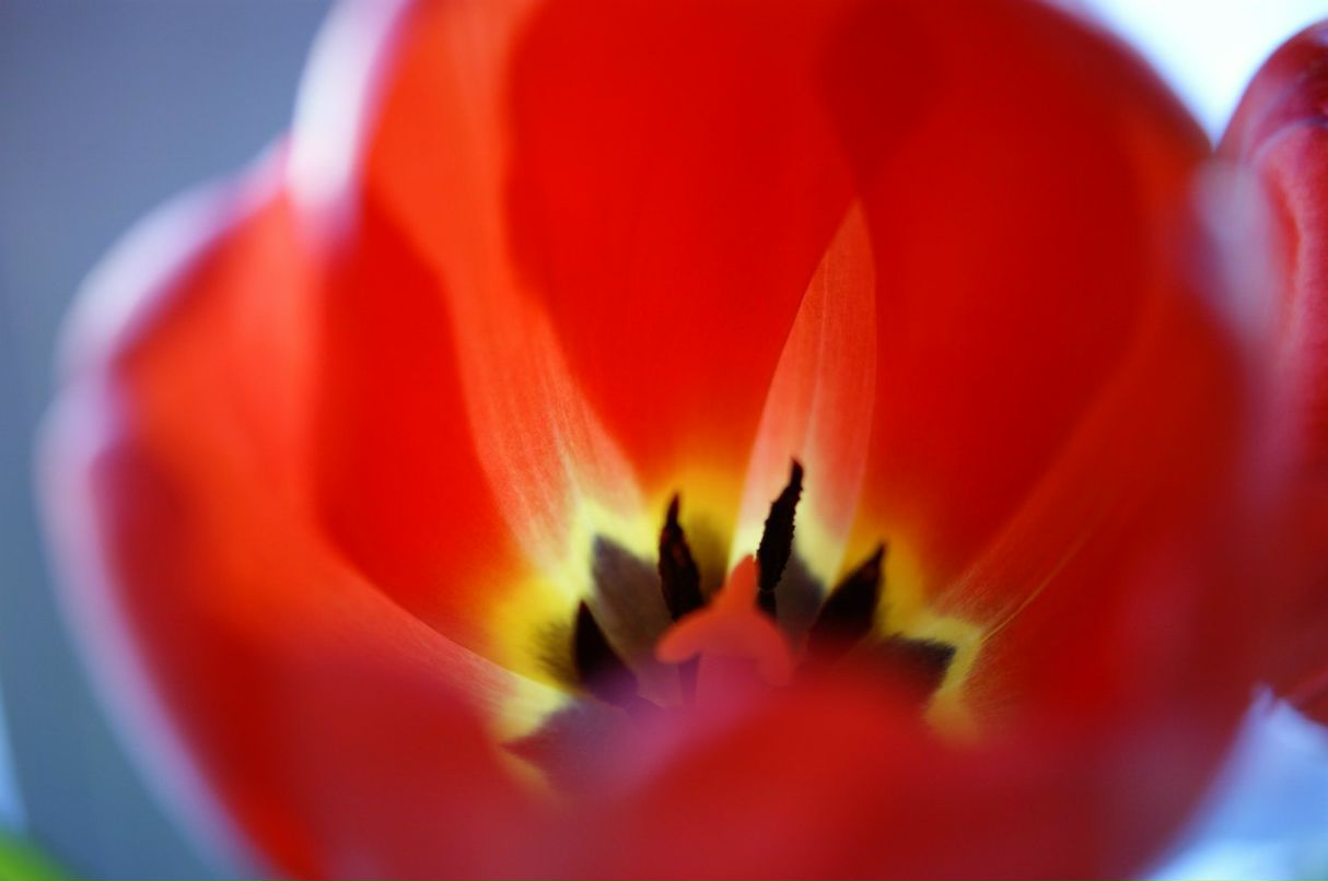 Мария Чудесникова Грейс | Москва