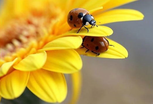 Екатерина Тишанинова | 