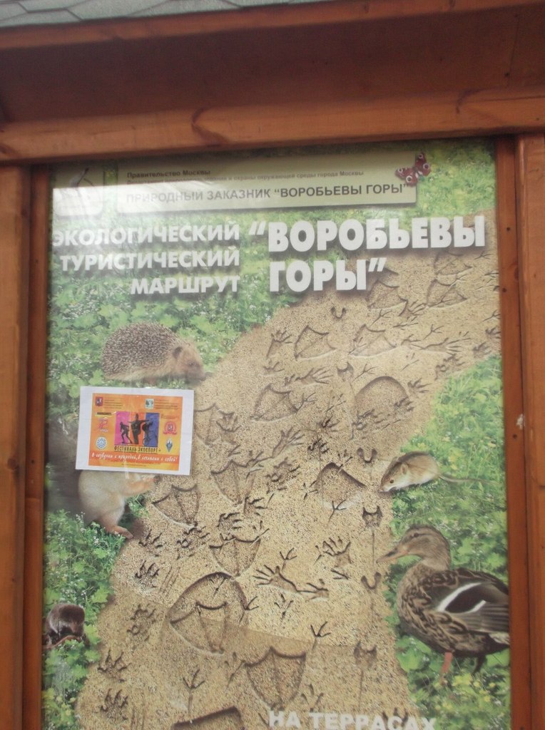 Светлана Дзиковская | Вологда