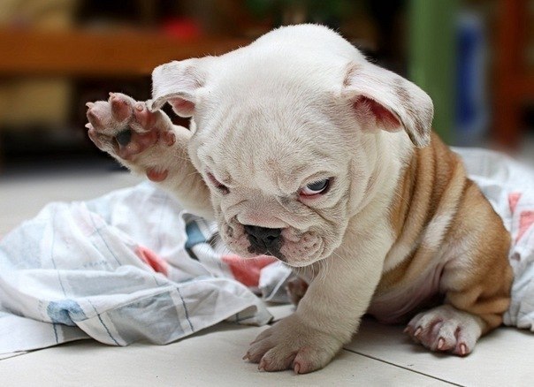 Nikita Moskalenko | Севастополь