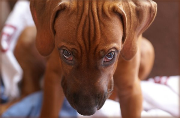 №15, Екатерина Кащеева №15, Екатерина Кащеева