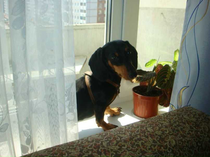 Анютка Витёнова | Новосибирск