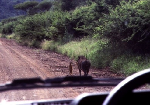 Алексей Стибель | Тельманово