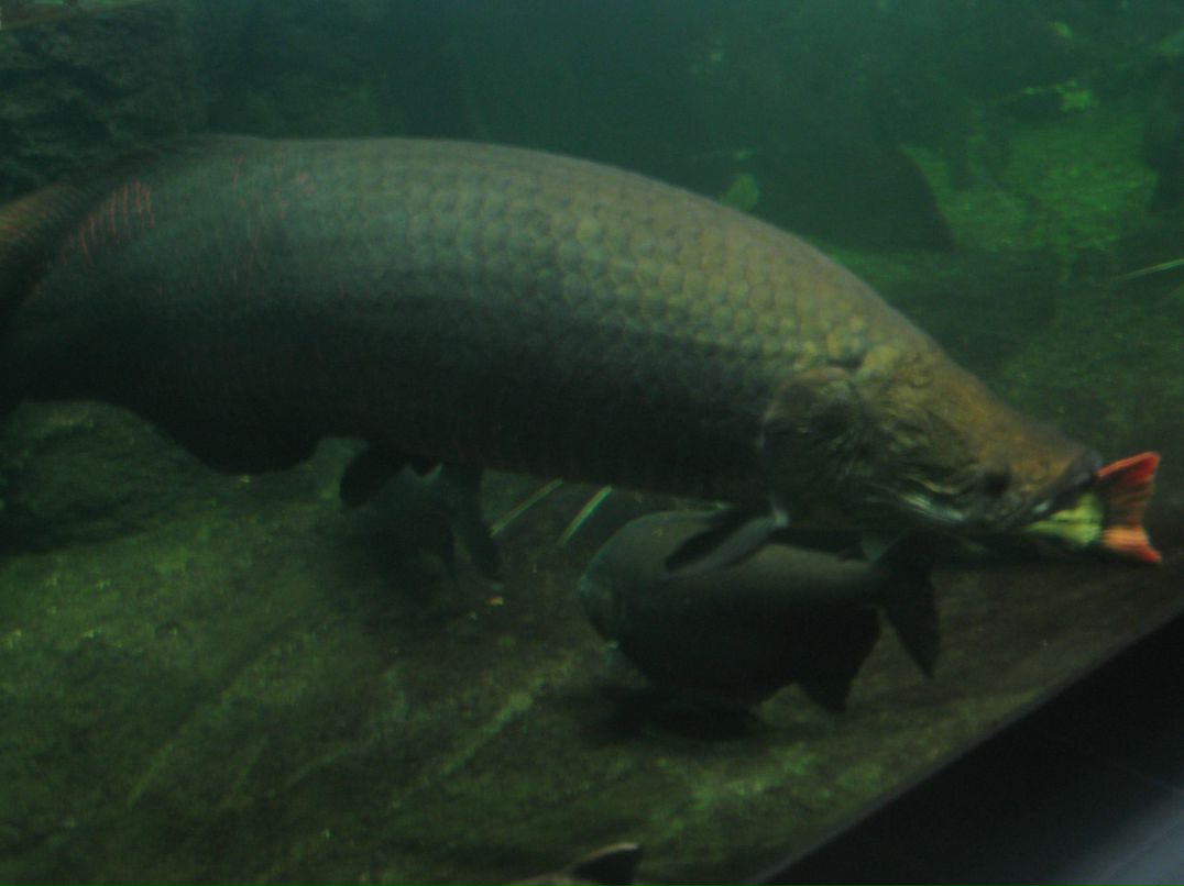 Suren Akopov | Москва