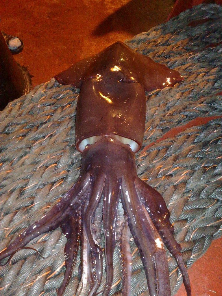 Павел Демовский | Chicago