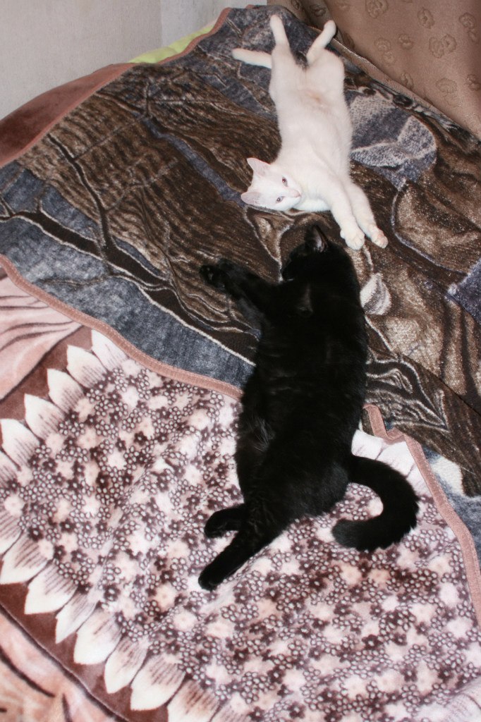 Рома Лотоцкий | Киев