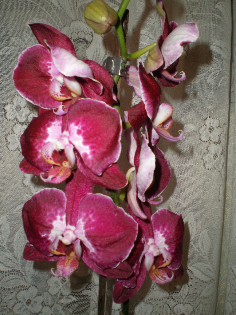 Ира Курилова | Верхнеднепровск