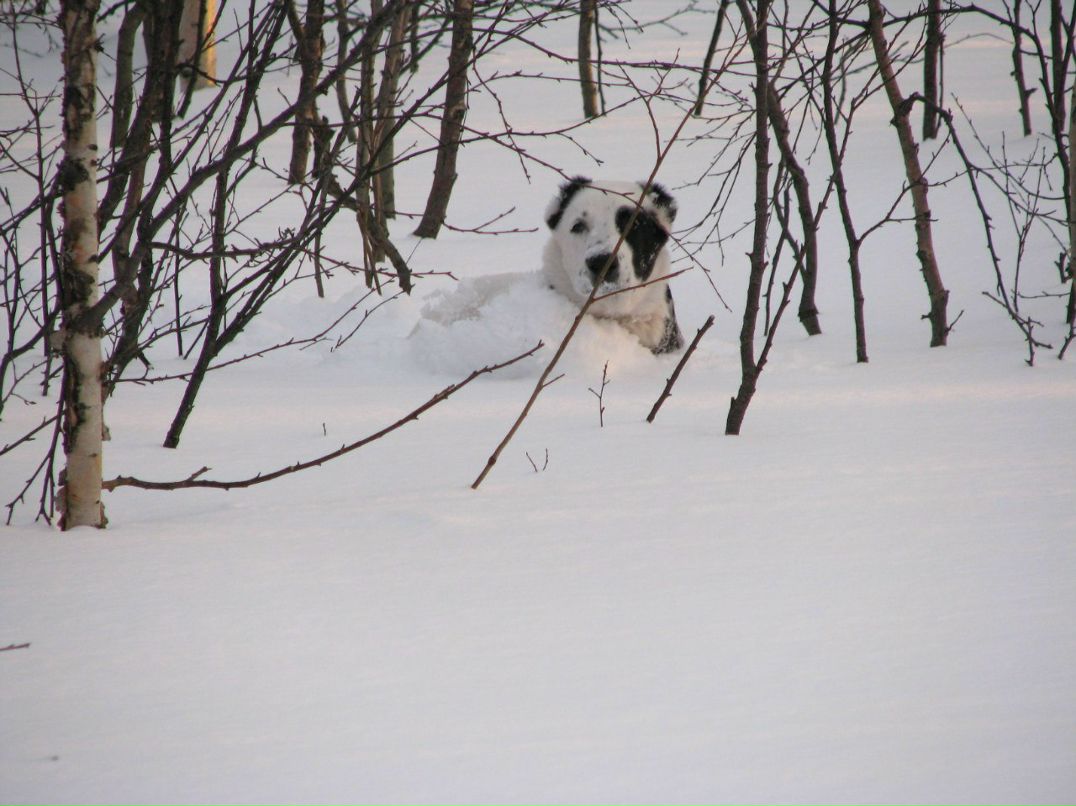 Алексей Гончаров | Мурманск