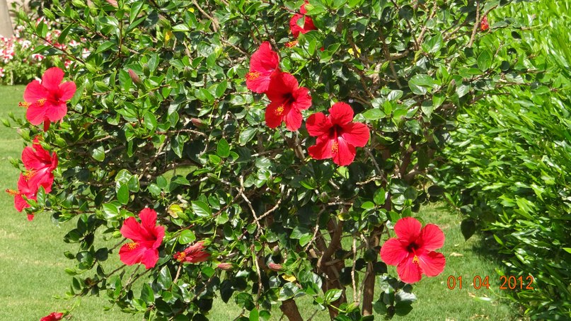 Алефтина Сирук | Санкт-Петербург