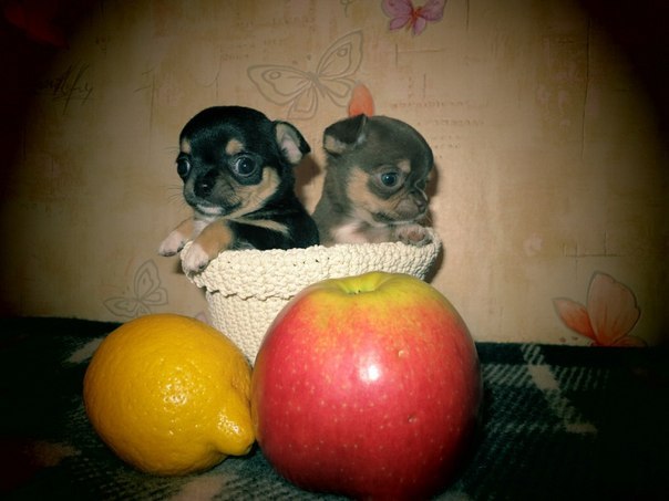 Ольга Половинкина-Сукасян | Гатчина