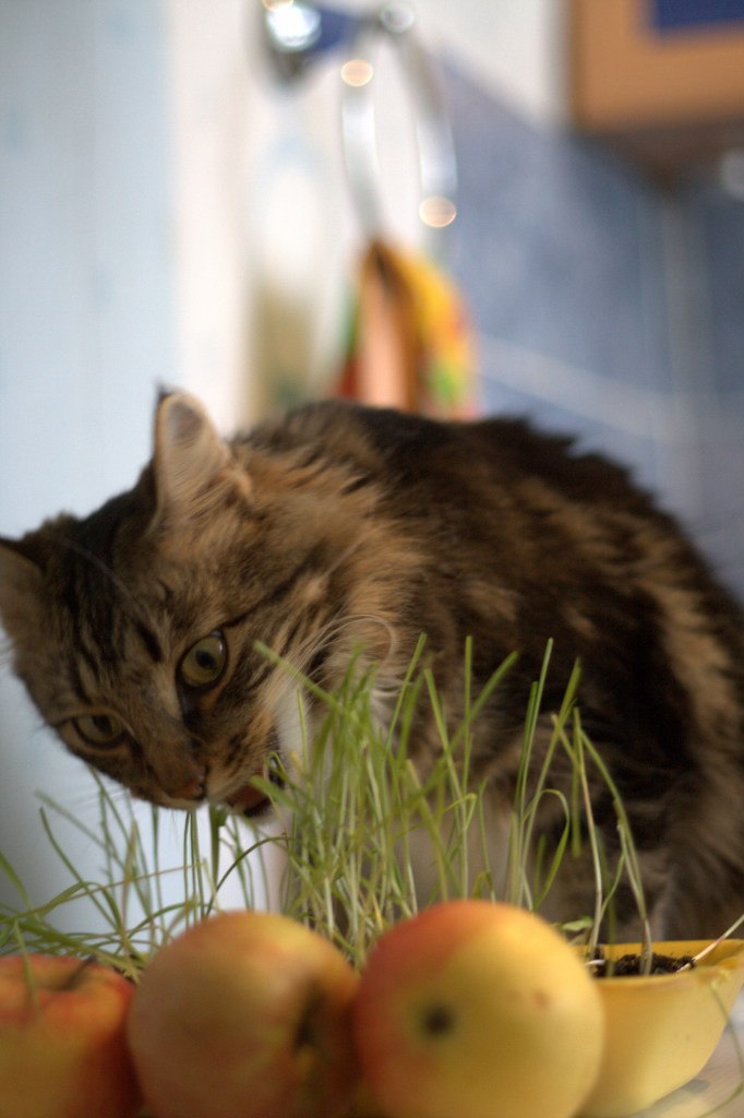 Евгений Владимирович | Североонежск