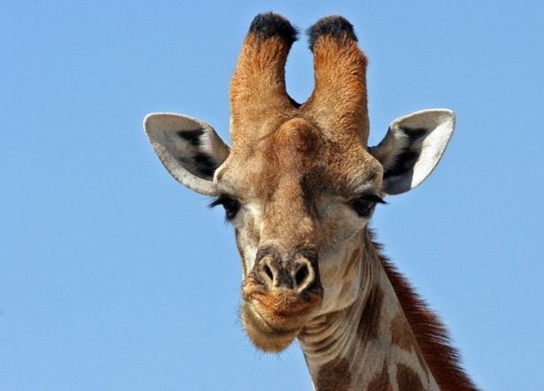 №49, Юлия Дьякова, 36 лет, Краснодар №49, Юлия Дьякова, 36 лет, Краснодар