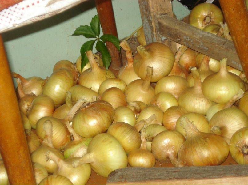 Светлана Корнеева | Москва