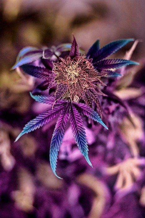 Ira Shepelskaja | Киев