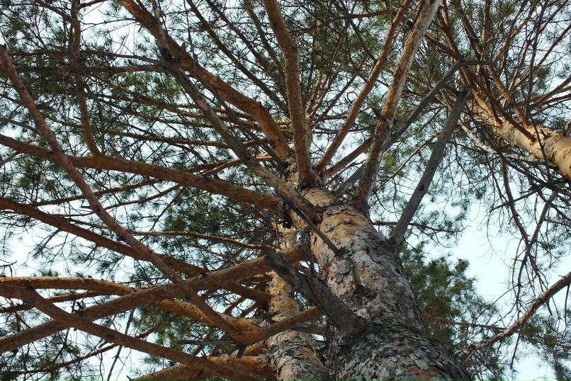 Максим Брюханов | Кыштым