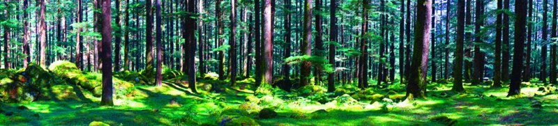 Григорий Оксанич | 