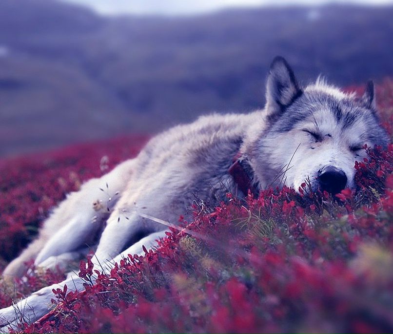 Влад Викси | 