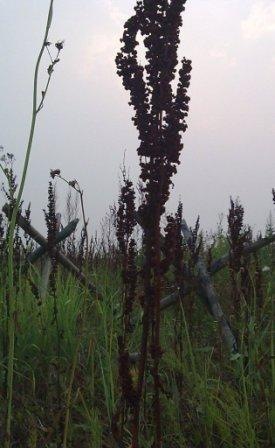 №155, Диана Серозеева, Москва №155, Диана Серозеева, Москва