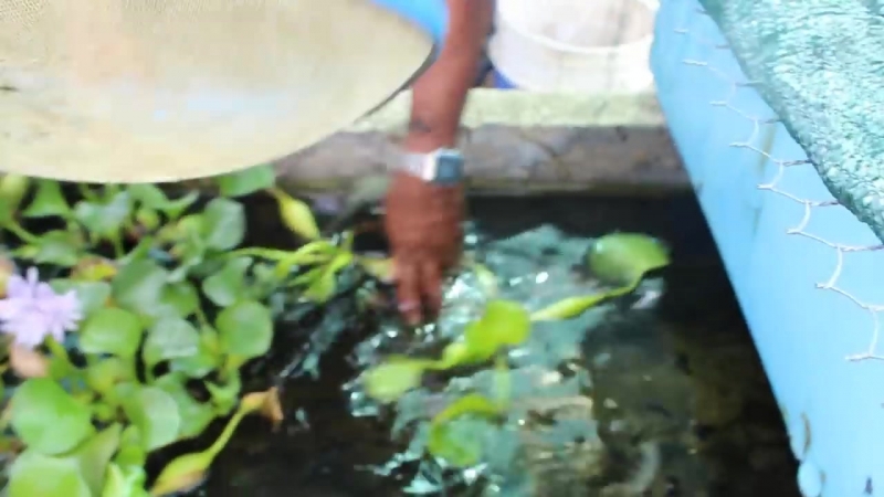 Produccion de bettas 2018 recorrido por el