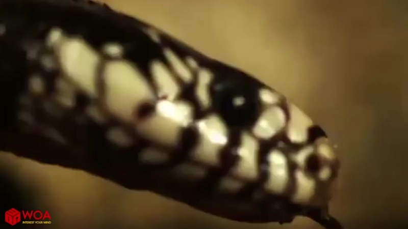 Amazing Capuchin Monkey Save Mouse When Snake