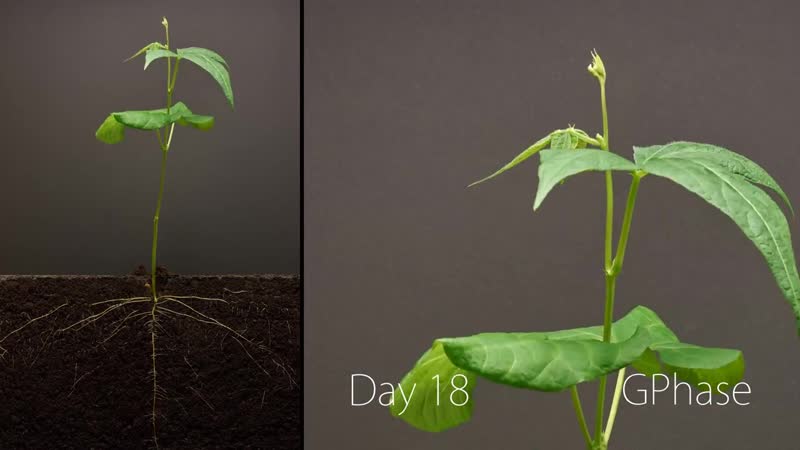 Bean Time Lapse 25 days Soil cross