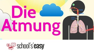 Die Atmung - Wie funktioniert’s?