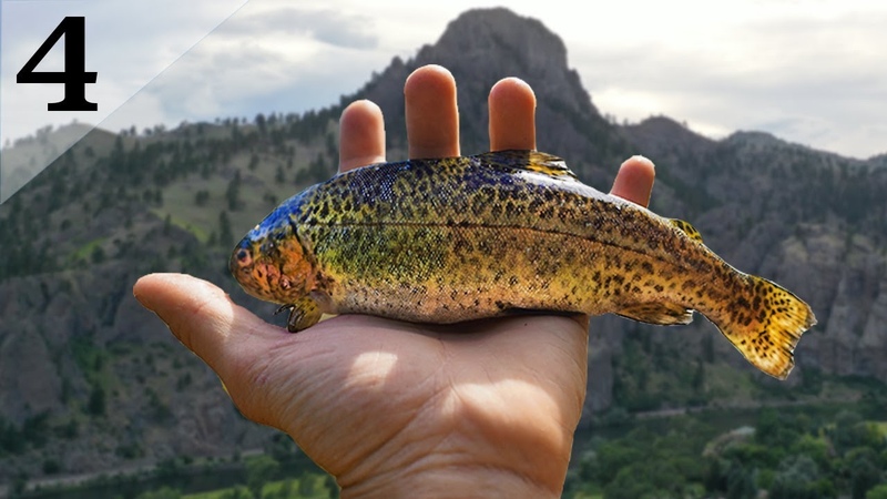 Fly Fishing Trout in the