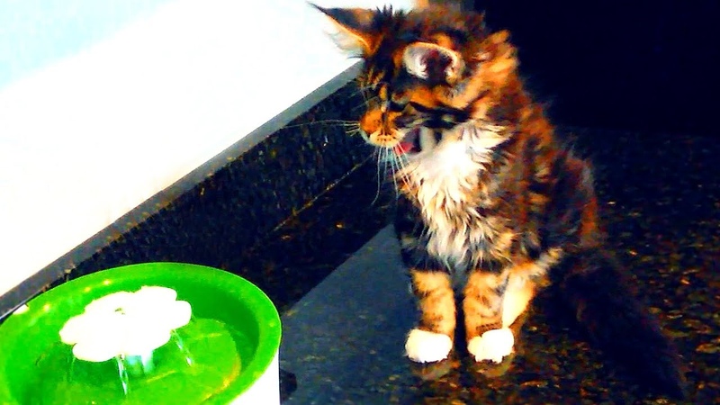 A 7 Cats Maine Coon Family Testing Out A New Pet Fountain. The First Reaction Of Each