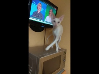 Белый голубоглазый котик Корниш рекс
