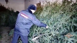 В Кузбассе задержали елочного браконьера