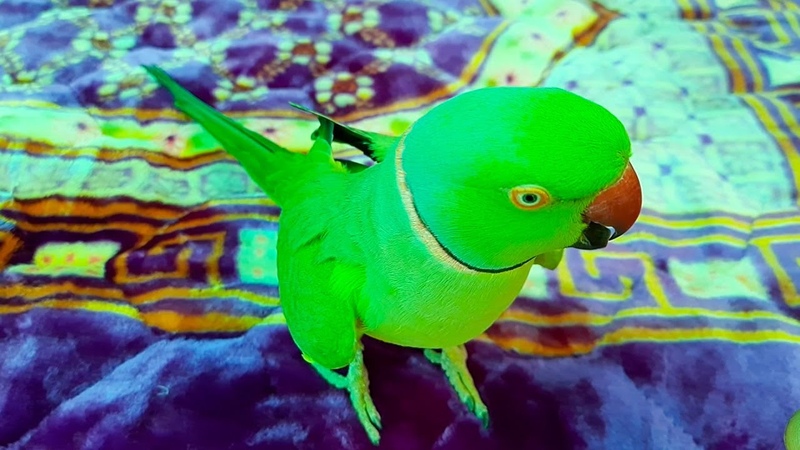 Max Urdu Bolne Wala Parrot, , Amazing Talking Parrot Speaking In Urdu, Hindi Only On Talking