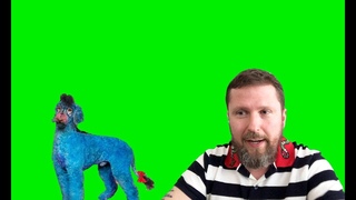 Teлeкaнaл HAШ и гoлyбoй дpeccиpoвaнный пyдeль