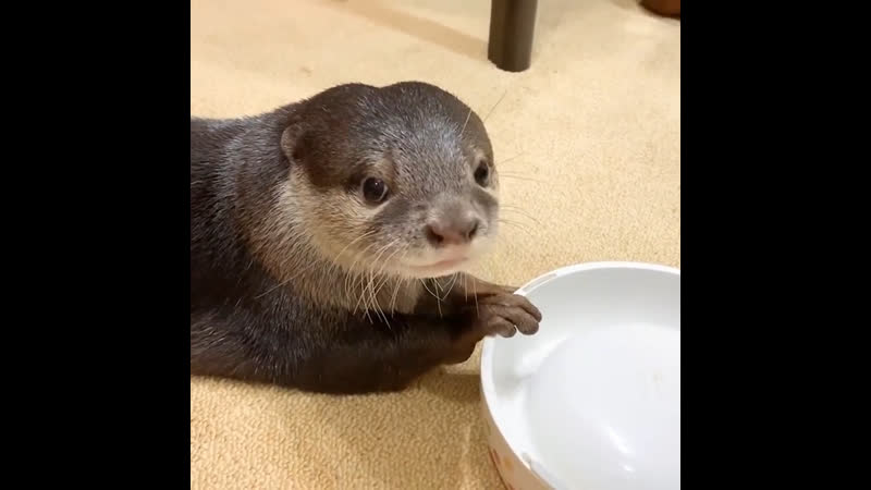 Няшная