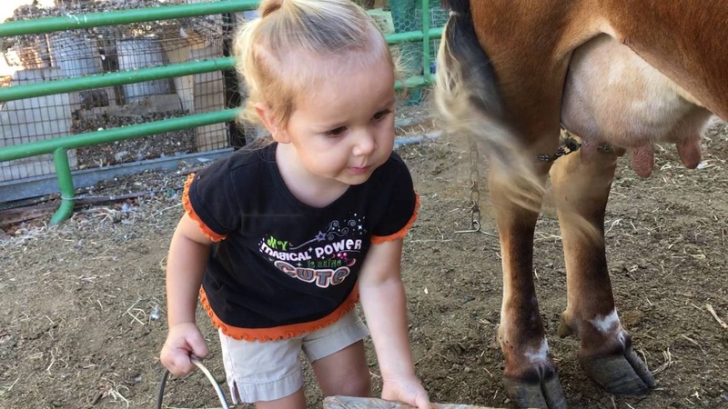 How to milk a cow. 2 yr. old baby Emma milks the family cow all by