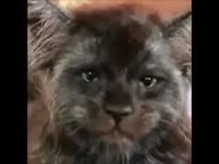 КОТЕНОК с человеческим лицом ВЗОРВАЛ ИНТЕРНЕТ!