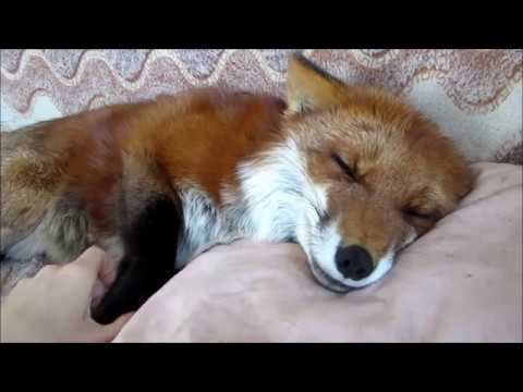 Cute Fox Really Likes to be