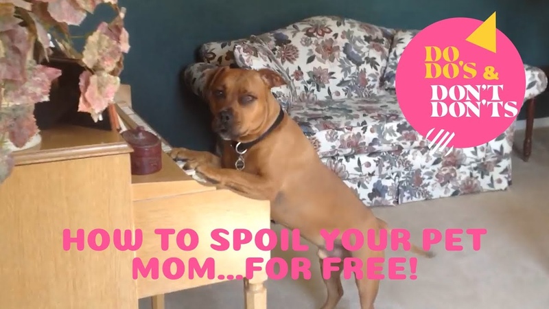 How to Spoil Your Pet Free , Do dos Dont