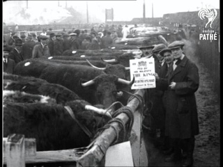 Cattle Show (1922)