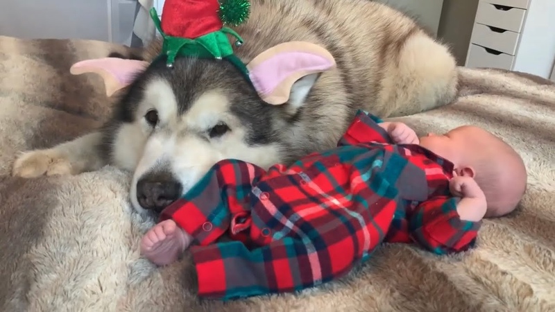 DOGS BONDING WITH BABY, 3 weeks
