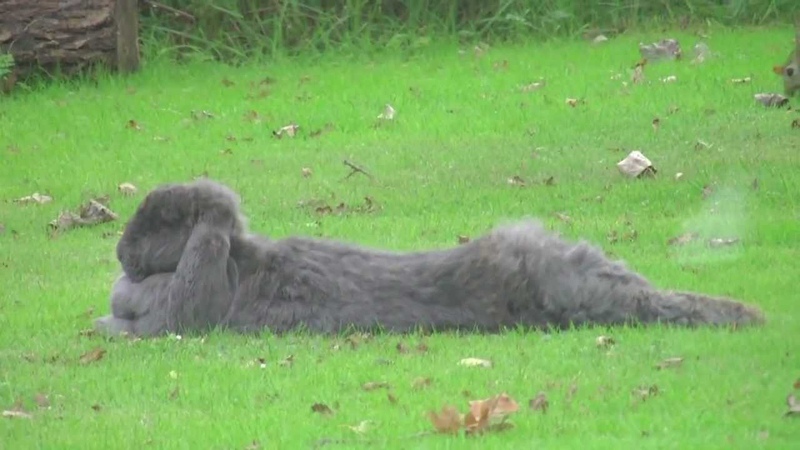 Wild Rabbit makes love with my Giant Blue