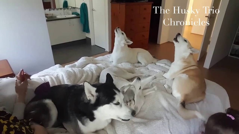 Waking up to four huskies is