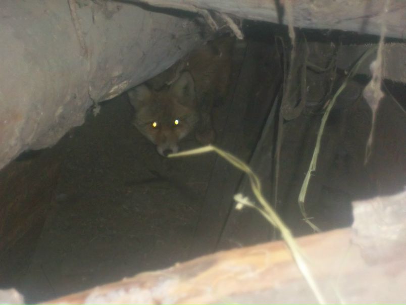 №6, Лена Малютина, 35 лет, Омск, Россия №6, Лена Малютина, 35 лет, Омск, Россия