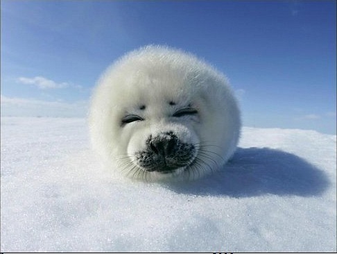 №71, Марина Шомрина, Санкт-Петербург №71, Марина Шомрина, Санкт-Петербург