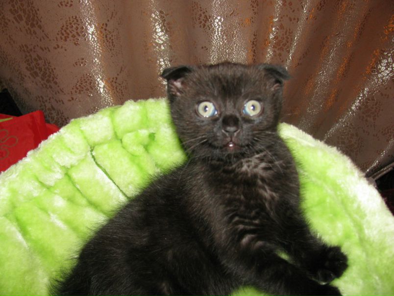 №29, Александр Лапчевский, 43 года, Киев №29, Александр Лапчевский, 43 года, Киев