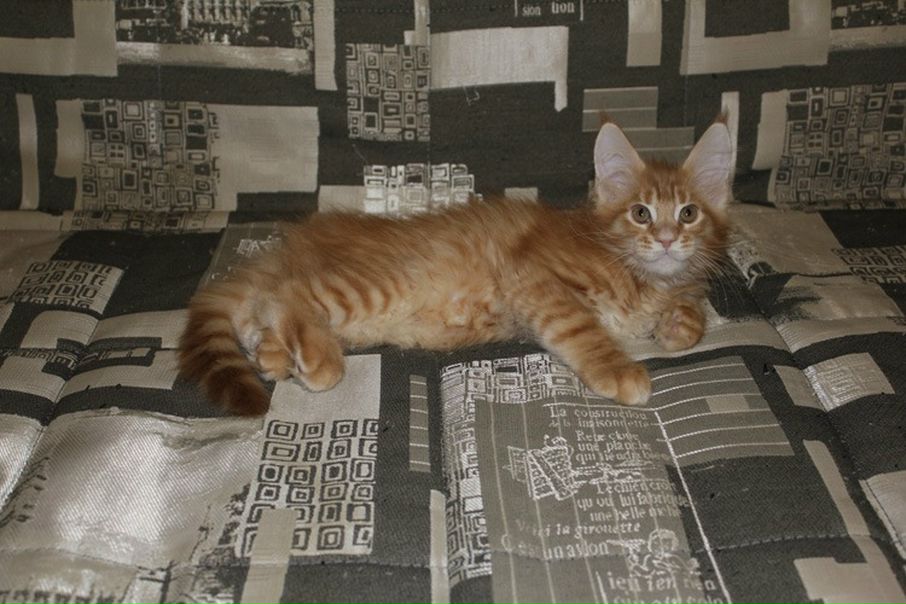 №111, Кирилл Яковлев, 31 год, Зеленоград №111, Кирилл Яковлев, 31 год, Зеленоград