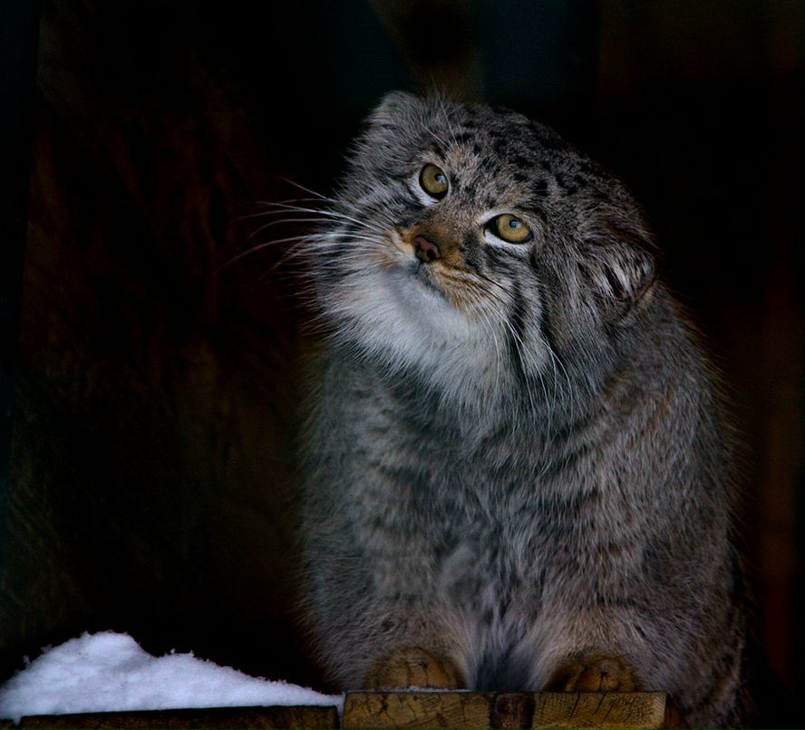 Денис Брюшков | 