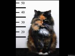 №17, Ігор Левицький, Одесса №17, Ігор Левицький, Одесса