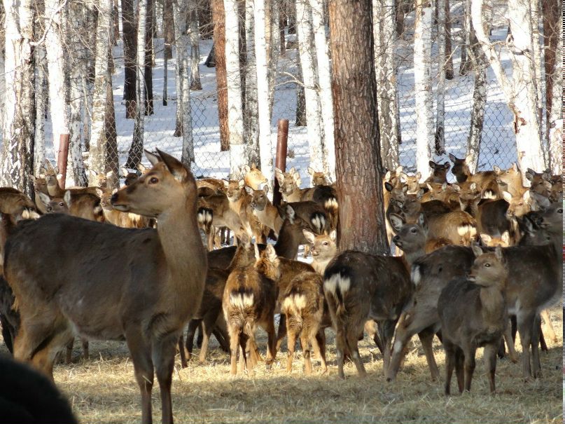 Анютка Лаптева | Верхний Уфалей