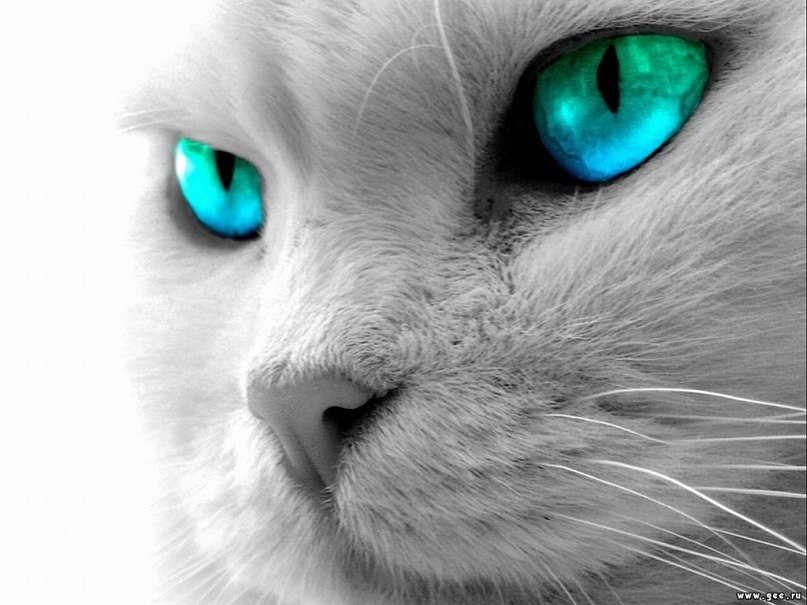 Ирина Калягина | Санкт-Петербург